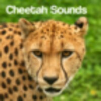 Cheetah Sounds