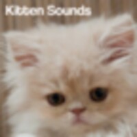 Kitten Sounds